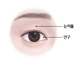 안구 | 인체정보 | 의료정보 | 건강정보 | 서울아산병원